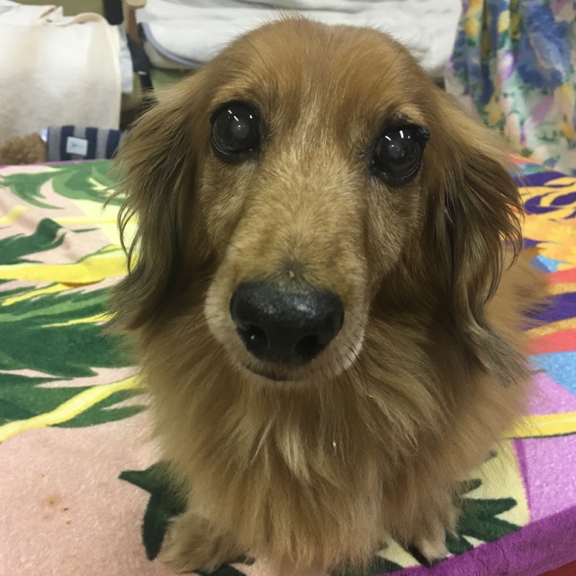 【今日の里帰りワンコ🐶チワワのリリ💕、Mダックスのダグ💕、ポメラニアンのモナカちゃん💕】